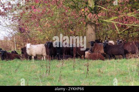 ...Hier Hat sich das gros der Tiere versammelt - unter der Krone eines Starken baumes... Moorschnucken Herde unter Baum *** ici, la majorité des animaux se sont rassemblés sous la couronne d'un fort troupeau de moutons de landes sous un arbre Banque D'Images