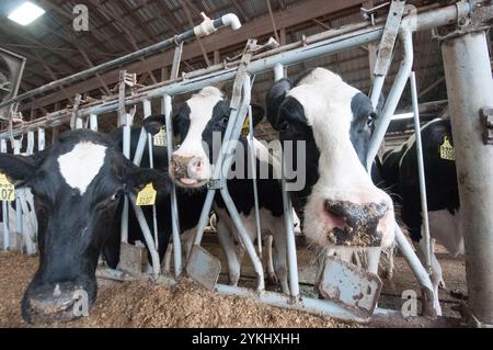 Temps de repas dans les étables de génisses gratuites de Brubaker Farms, qui est à la fois un journal intime et un producteur d'énergie verte à Mount Joy, PA, le 19 mars 2011. La ferme familiale appartenant à Luke, Mike et Tony Brubaker compte environ 850 vaches et 700 jeunes animaux, produisant 20 200 000 livres de lait l'an dernier. Elle compte 13 employés à temps plein et plus de 1 500 acres de terres agricoles. Leur digesteur de méthane a été rendu possible grâce à une subvention du programme REAP (rural Energy for America) du Département de l'Agriculture des États-Unis (USDA) qui a fourni une part des coûts de l'achat du digesteur. Il peut gérer plus de 41, Banque D'Images