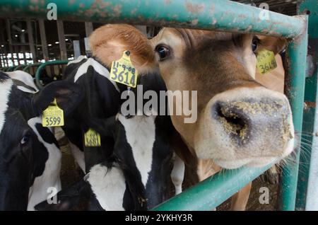 Temps de repas dans les étables de génisses gratuites de Brubaker Farms, qui est à la fois un journal intime et un producteur d'énergie verte à Mount Joy, PA, le 19 mars 2011. La ferme familiale appartenant à Luke, Mike et Tony Brubaker compte environ 850 vaches et 700 jeunes animaux, produisant 20 200 000 livres de lait l'an dernier. Elle compte 13 employés à temps plein et plus de 1 500 acres de terres agricoles. Leur digesteur de méthane a été rendu possible grâce à une subvention du programme REAP (rural Energy for America) du Département de l'Agriculture des États-Unis (USDA) qui a fourni une part des coûts de l'achat du digesteur. Il peut gérer plus de 41, Banque D'Images