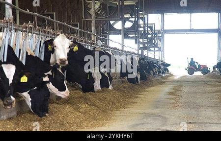 Temps de repas dans les étables de génisses gratuites de Brubaker Farms, qui est à la fois un journal intime et un producteur d'énergie verte à Mount Joy, PA, le 19 mars 2011. La ferme familiale appartenant à Luke, Mike et Tony Brubaker compte environ 850 vaches et 700 jeunes animaux, produisant 20 200 000 livres de lait l'an dernier. Elle compte 13 employés à temps plein et plus de 1 500 acres de terres agricoles. Leur digesteur de méthane a été rendu possible grâce à une subvention du programme REAP (rural Energy for America) du Département de l'Agriculture des États-Unis (USDA) qui a fourni une part des coûts de l'achat du digesteur. Il peut gérer plus de 41, Banque D'Images