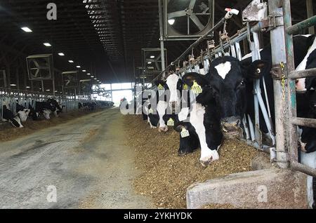 Temps de repas dans les étables de génisses gratuites de Brubaker Farms, qui est à la fois un journal intime et un producteur d'énergie verte à Mount Joy, PA, le 19 mars 2011. La ferme familiale appartenant à Luke, Mike et Tony Brubaker compte environ 850 vaches et 700 jeunes animaux, produisant 20 200 000 livres de lait l'an dernier. Elle compte 13 employés à temps plein et plus de 1 500 acres de terres agricoles. Leur digesteur de méthane a été rendu possible grâce à une subvention du programme REAP (rural Energy for America) du Département de l'Agriculture des États-Unis (USDA) qui a fourni une part des coûts de l'achat du digesteur. Il peut gérer plus de 41, Banque D'Images