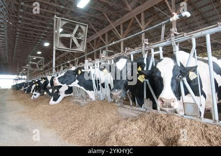 Temps de repas dans les étables de génisses gratuites de Brubaker Farms, qui est à la fois un journal intime et un producteur d'énergie verte à Mount Joy, PA, le 19 mars 2011. La ferme familiale appartenant à Luke, Mike et Tony Brubaker compte environ 850 vaches et 700 jeunes animaux, produisant 20 200 000 livres de lait l'an dernier. Elle compte 13 employés à temps plein et plus de 1 500 acres de terres agricoles. Leur digesteur de méthane a été rendu possible grâce à une subvention du programme REAP (rural Energy for America) du Département de l'Agriculture des États-Unis (USDA) qui a fourni une part des coûts de l'achat du digesteur. Il peut gérer plus de 41, Banque D'Images