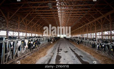 Temps de repas dans les étables de génisses gratuites de Brubaker Farms, qui est à la fois un journal intime et un producteur d'énergie verte à Mount Joy, PA, le 19 mars 2011. La ferme familiale appartenant à Luke, Mike et Tony Brubaker compte environ 850 vaches et 700 jeunes animaux, produisant 20 200 000 livres de lait l'an dernier. Elle compte 13 employés à temps plein et plus de 1 500 acres de terres agricoles. Leur digesteur de méthane a été rendu possible grâce à une subvention du programme REAP (rural Energy for America) du Département de l'Agriculture des États-Unis (USDA) qui a fourni une part des coûts de l'achat du digesteur. Il peut gérer plus de 41, Banque D'Images