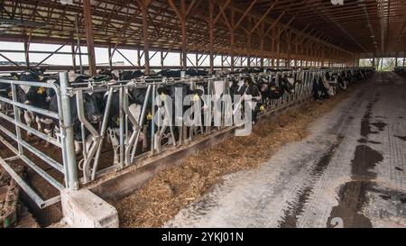 Temps de repas dans les étables de génisses gratuites de Brubaker Farms, qui est à la fois un journal intime et un producteur d'énergie verte à Mount Joy, PA, le 19 mars 2011. La ferme familiale appartenant à Luke, Mike et Tony Brubaker compte environ 850 vaches et 700 jeunes animaux, produisant 20 200 000 livres de lait l'an dernier. Elle compte 13 employés à temps plein et plus de 1 500 acres de terres agricoles. Leur digesteur de méthane a été rendu possible grâce à une subvention du programme REAP (rural Energy for America) du Département de l'Agriculture des États-Unis (USDA) qui a fourni une part des coûts de l'achat du digesteur. Il peut gérer plus de 41, Banque D'Images