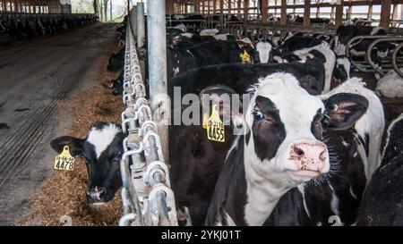 Temps de repas dans les étables de génisses gratuites de Brubaker Farms, qui est à la fois un journal intime et un producteur d'énergie verte à Mount Joy, PA, le 19 mars 2011. La ferme familiale appartenant à Luke, Mike et Tony Brubaker compte environ 850 vaches et 700 jeunes animaux, produisant 20 200 000 livres de lait l'an dernier. Elle compte 13 employés à temps plein et plus de 1 500 acres de terres agricoles. Leur digesteur de méthane a été rendu possible grâce à une subvention du programme REAP (rural Energy for America) du Département de l'Agriculture des États-Unis (USDA) qui a fourni une part des coûts de l'achat du digesteur. Il peut gérer plus de 41, Banque D'Images