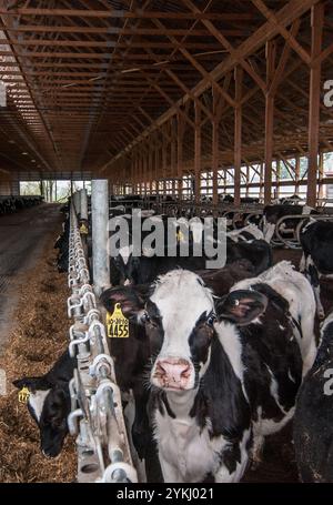 Temps de repas dans les étables de génisses gratuites de Brubaker Farms, qui est à la fois un journal intime et un producteur d'énergie verte à Mount Joy, PA, le 19 mars 2011. La ferme familiale appartenant à Luke, Mike et Tony Brubaker compte environ 850 vaches et 700 jeunes animaux, produisant 20 200 000 livres de lait l'an dernier. Elle compte 13 employés à temps plein et plus de 1 500 acres de terres agricoles. Leur digesteur de méthane a été rendu possible grâce à une subvention du programme REAP (rural Energy for America) du Département de l'Agriculture des États-Unis (USDA) qui a fourni une part des coûts de l'achat du digesteur. Il peut gérer plus de 41, Banque D'Images