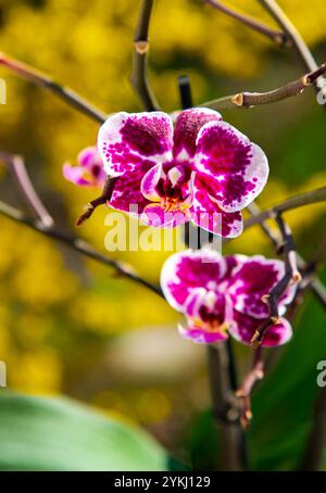 Cette image présente un gros plan magnifiquement détaillé d'une fleur d'orchidée violette et blanche exquise, mettant en valeur ses détails complexes et ses couleurs vibrantes Banque D'Images