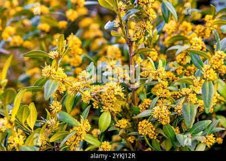 Buis fleuri. Buxus sempervirens avec des fleurs jaunes. Fleurs de Buxus jaunes. Banque D'Images