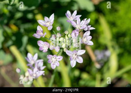 Gros plan d'une fleur d'ail américain (allium unifolium) en fleurs Banque D'Images