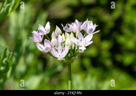 Gros plan d'une fleur d'ail américain (allium unifolium) en fleurs Banque D'Images