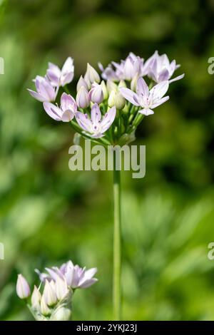 Gros plan d'une fleur d'ail américain (allium unifolium) en fleurs Banque D'Images