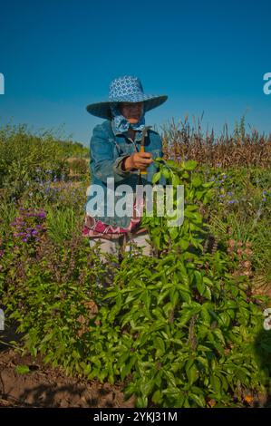 May Young vu une fermière Moung récoltant du basilic sur sa ferme May's Flower's à Sanger, en Californie. Banque D'Images