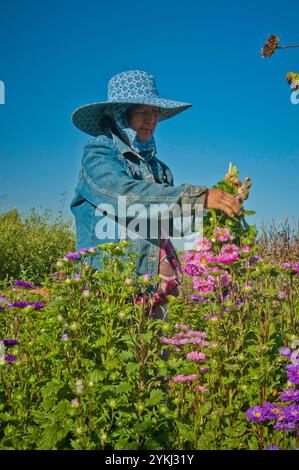 May Young vu une agricultrice de Moung récoltant des fleurs sur sa ferme May's Flower's à Sanger, en Californie. Banque D'Images
