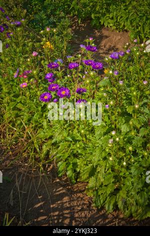 May Young vu une agricultrice de Moung récoltant des fleurs sur sa ferme May's Flower's à Sanger, en Californie. Banque D'Images