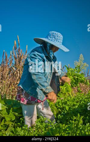 May Young vu une fermière Moung récoltant la coriandre sur sa ferme May's Flower's à Sanger, en Californie. Banque D'Images