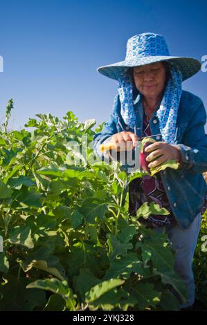 May Young vu une fermière montagnarde récoltant des aubergines sur sa ferme May's Flower's à Sanger, en Californie. Banque D'Images