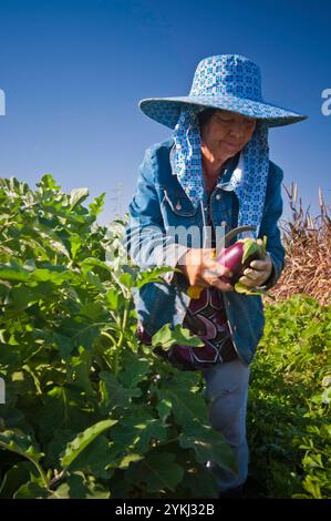 May Young vu une fermière montagnarde récoltant des aubergines sur sa ferme May's Flower's à Sanger, en Californie. Banque D'Images