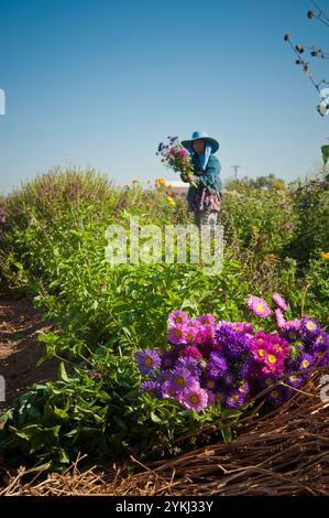 May Young vu une agricultrice de Moung récoltant des fleurs sur sa ferme May's Flower's à Sanger, en Californie. Banque D'Images