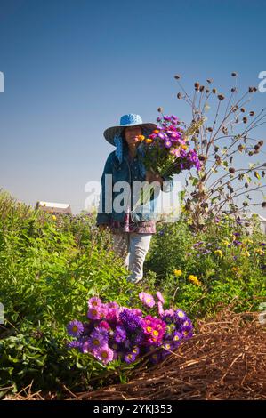 May Young vu une agricultrice de Moung récoltant des fleurs sur sa ferme May's Flower's à Sanger, en Californie. Banque D'Images