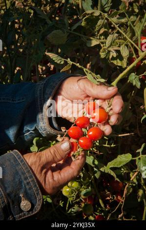 May Young vu une fermière Moung récoltant des tomates cerises sur sa ferme May's Flower's à Sanger, en Californie. Banque D'Images