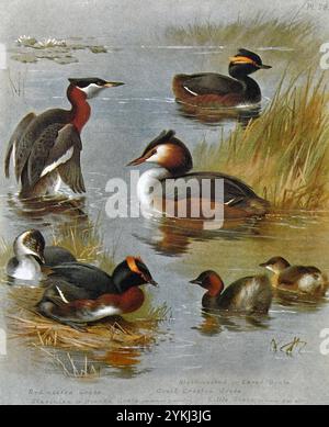 Gris à col rouge (Podiceps grisegena), gris à col noir (Podiceps nigricollis), gris à crête (Podiceps cristatus), gris slave (Podiceps auritus) et petit gris (Tachybaptus ruficollis), illustration d'aquarelle vintage de 1915. Original de l'artiste écossais Archibald Thorburn. Banque D'Images