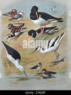 Phalarope gris (Phalaropus fulicarius), Oystercatcher (Haematopus ostralegus), Turnstone (Arenaria interpres), Avocet (Recurvirostra avosetta), échasses à ailes noires (Himantopus himantopus), Phalarope à col rouge (Phalaropus lobatus), illustration d'aquarelle vintage de 1915. Original de l'artiste écossais Archibald Thorburn. Banque D'Images