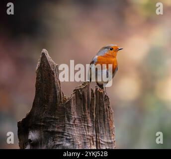 Un Robin Erithacus rubecula un oiseau chanteur très aimé perché sur une souche d'arbre du Nord Norfolk, Royaume-Uni Banque D'Images