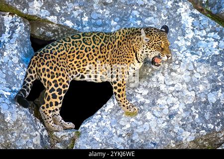 jaguar sud-américaine (Panthera ONCA). Félin tropical 'onça pintada' Banque D'Images