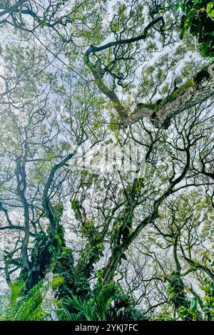 Verdure luxuriante canopée de forêt hawaïenne avec un ciel bleu en arrière-plan Banque D'Images