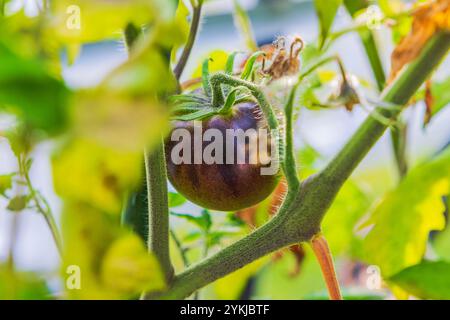Vue rapprochée de tomate noire en maturation accrochée sur la vigne parmi les feuilles vertes dans la serre. Banque D'Images