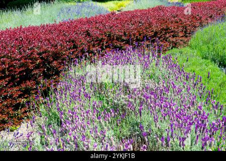 Red Low Cut Hedge Berberis thunbergii 'Bagatelle' Japanese Barberry Hedge dans le jardin premier plan Lavandula stoechas Banque D'Images