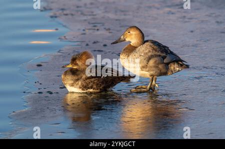 Deux espèces de canards différentes, un canard à capuchon et un canard Canvasback, tous deux femelles, reposent sur une parcelle glacée du lac par une froide journée d'hiver en février. Banque D'Images