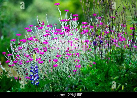 Lychnis coronaria Rose Campion Silene coronaria Bloody Mary Banque D'Images