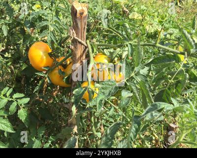 Tomates jaunes mûres poussant sur les vignes dans Lush Garden Banque D'Images