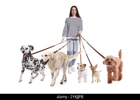 Jeune femme avec cinq chiens différents sur fond blanc. Service de promenade de chiens Banque D'Images