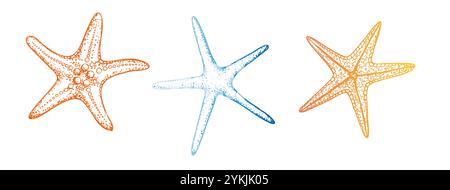 Étoile de mer vectorielle. Esquisse de ligne peinte à la main. Clip art tropical graphique isolé sur fond. Illustration sous-marine. Pour les designers, invitations Illustration de Vecteur