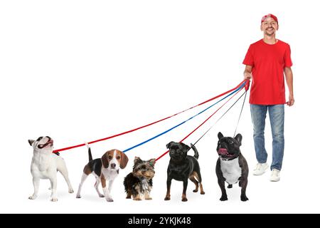 Promeneur de chien avec cinq chiens différents sur fond blanc Banque D'Images