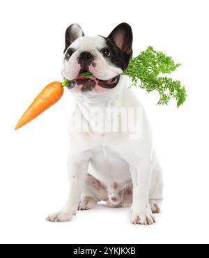 Bouledogue français mignon avec carotte fraîche sur fond blanc Banque D'Images