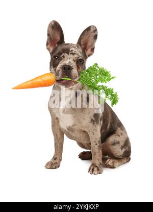 Bouledogue français mignon avec carotte fraîche sur fond blanc Banque D'Images