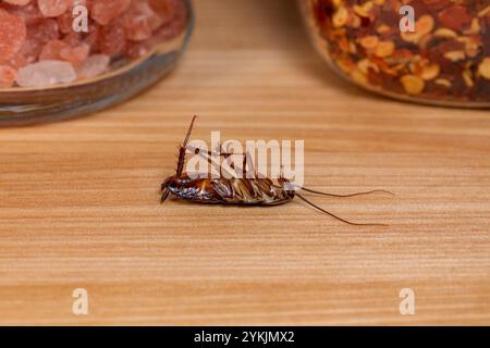 Cafard oriental mort sur le comptoir de la cuisine. Lutte antiparasitaire, infestation d'insectes et concept de sécurité alimentaire. Banque D'Images