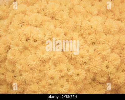 Automne Orange jaune mamans Chrysanthemums Flower Full Frame abstrait Floral fond Banque D'Images