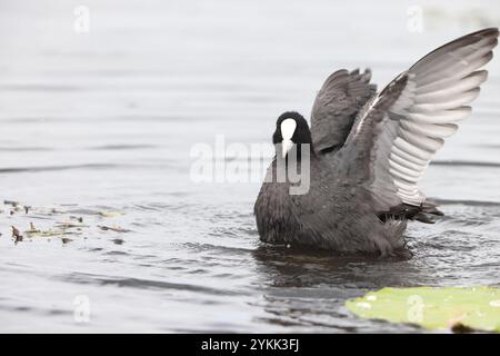 Le coot eurasien (Fulica atra), également connu sous le nom de coot commun, ou coot australien, est un membre de la famille des rallidae. Ce phot Banque D'Images