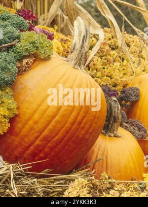 Décoration d'affichage de vente au détail de citrouilles de moisson d'Halloween en vente d'automne Banque D'Images