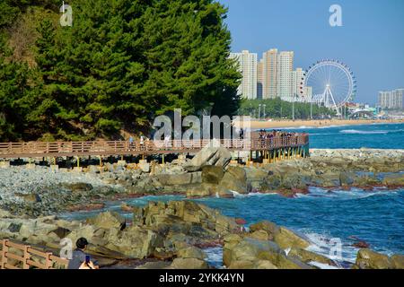 Ville de Sokcho, Corée du Sud - 3 novembre 2024 : la promenade en bois du sentier des parfums de la mer d'Oeongchi serpente le long de la côte accidentée, offrant des vues panoramiques Banque D'Images