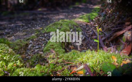Image large de fleur d'orchidée de hêtre (Townsonia viridis) dans la forêt pluviale tempérée de hêtre de Myrtle, Mount Wellington, Hobart, Tasmanie, Australie Banque D'Images