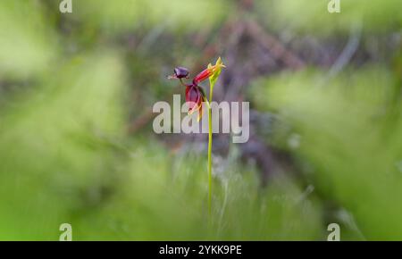 Grande fleur d'orchidée de canard (Caleana major) émergeant à travers des feuilles vertes floues à Hobart, Tasmanie, Australie. Banque D'Images