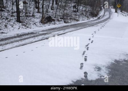 Paysages hivernaux et empreintes de pas combinés avec des pistes de voiture à travers la neige mouillée. Près de Lakefield, Ontario Banque D'Images