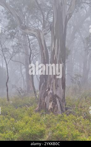 Grands eucalyptus dans un nuage de brouillard de brume dans la réserve forestière Knocklofty West Hobart, Tasmanie, Australie Banque D'Images