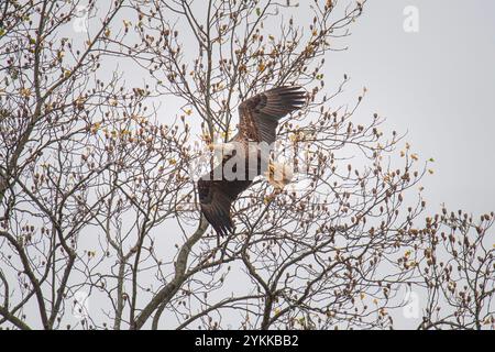American Bald Eagle décolle en vol Banque D'Images