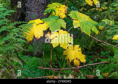 Devil’s Club plante des feuilles d’automne avec des branches avec des épines dans une forêt à Sitka, en Alaska Banque D'Images